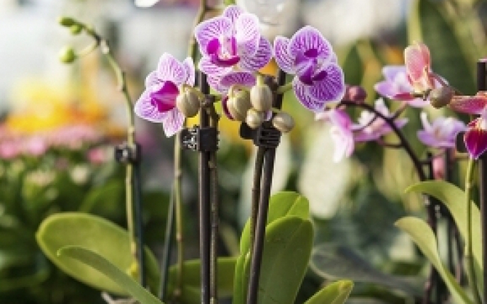 Cum sa ingrijesti orhideea Phalaenopsis