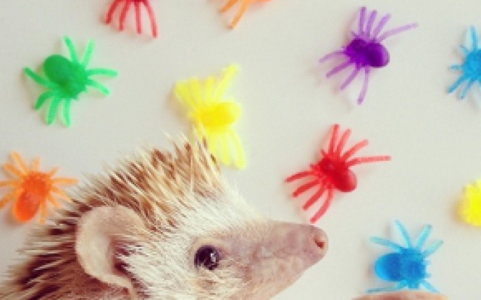 Te vei indragosti de acest arici! Darcy este deja vedeta pe Instagram!