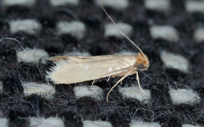 Cum sa scapi de molia hainelor