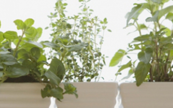 10 plante de apartament pentru purificarea aerului