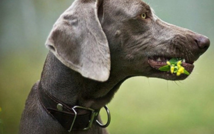 Cele mai frumoase poze cu pisici si caini: cum sa-ti fotografiezi animalul de companie