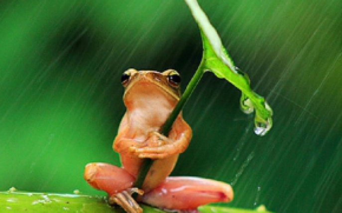 10 poze haioase cu animale