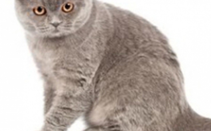 Top 10 rase de pisici inteligente