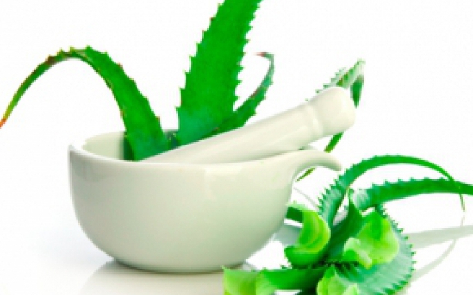 Totul despre planta aloe vera: beneficii si intrebuintari