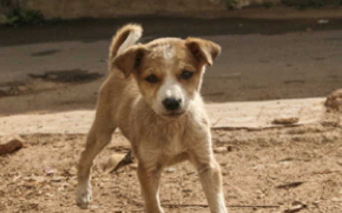 Vedete care au adoptat un caine maidanez