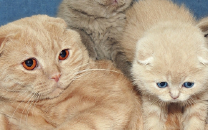 Rasa de pisici Scottish Fold: Tot ce trebuie sa stii despre ingrijirea acestor animale de casa