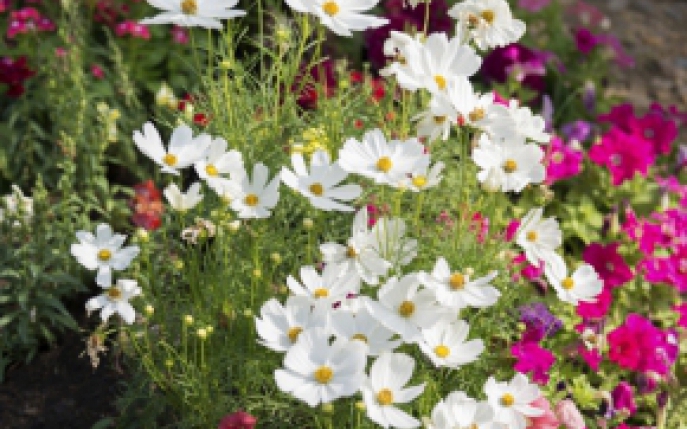 8 flori de vara pe care le poti planta in gradina ta