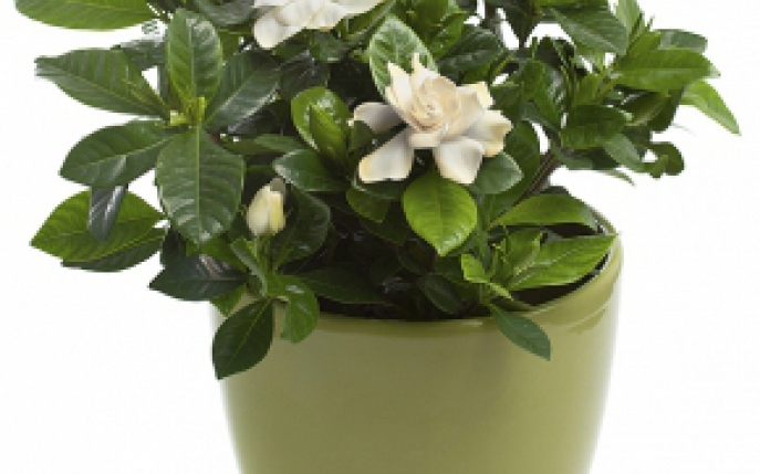 Gardenia: ingrijire si udare