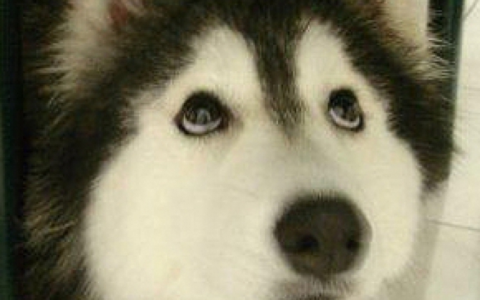 Acest pui de husky adorabil se crede o pisicuta