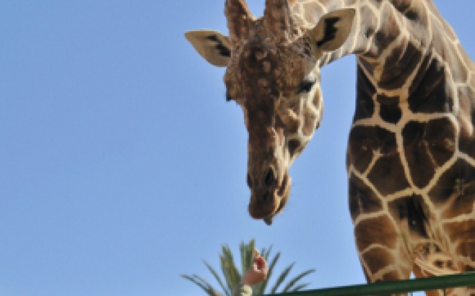 Top 5 gradini zoologice din Romania