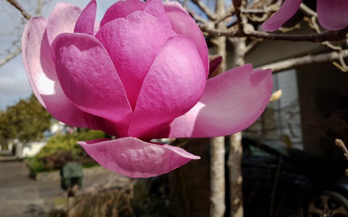 Magnolia Genie: Decoreaza-ti gradina ca in povestile japoneze