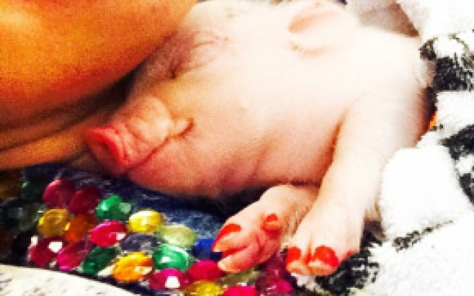Are un porc drept animal de companie. Ti se pare simpatic?