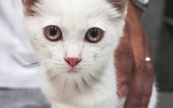 Boli transmise de pisici: preventie si tratament