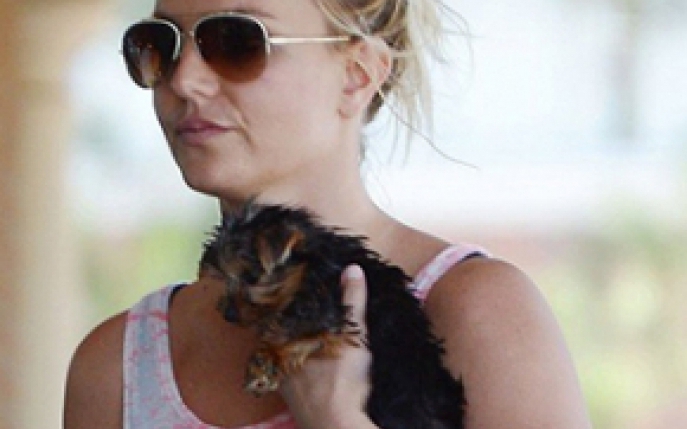 Britney Spears a cheltuit peste 30.000 de dolari pentru cainii ei! 