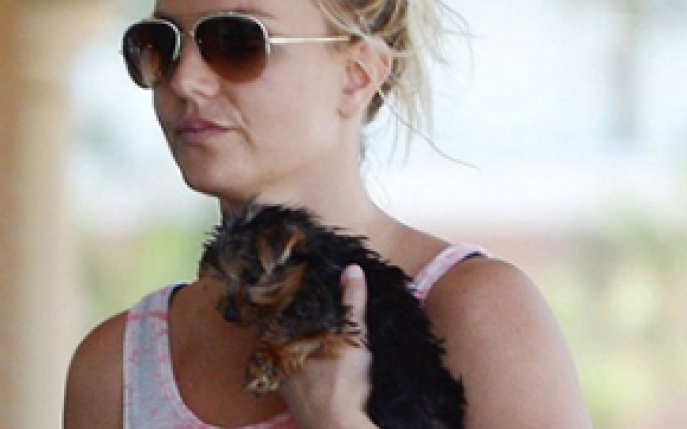 Britney Spears a cheltuit peste 30.000 de dolari pentru cainii ei!