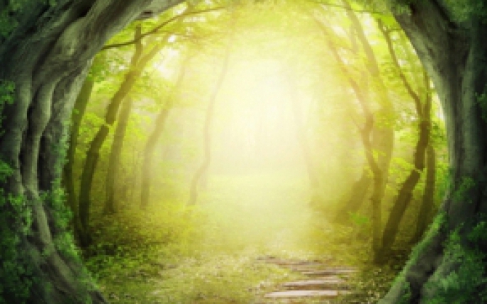 Horoscop druidic: afla ce copac te reprezinta!