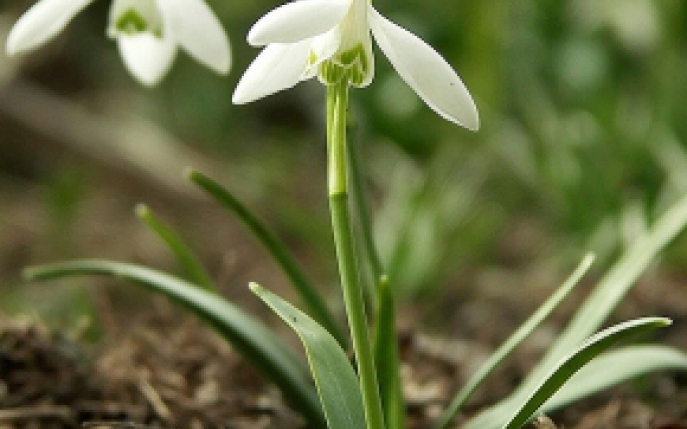 Mesaje frumoase de 1 Martie pentru prieteni