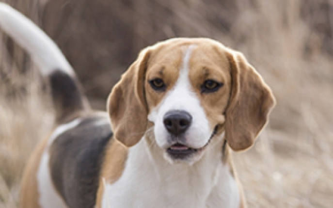 Pudel, Basset, Beagle si alte nume de rase explicate