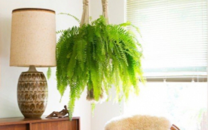 Top 5 plante de apartament cu frunze mari