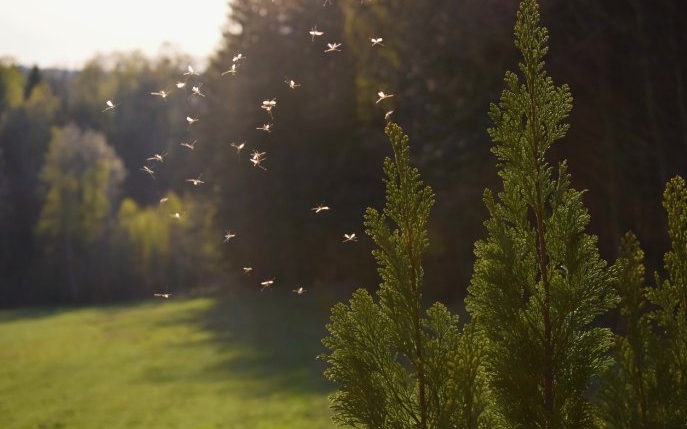 8 plante anti tantari pe care sa le tii in casa si gradina