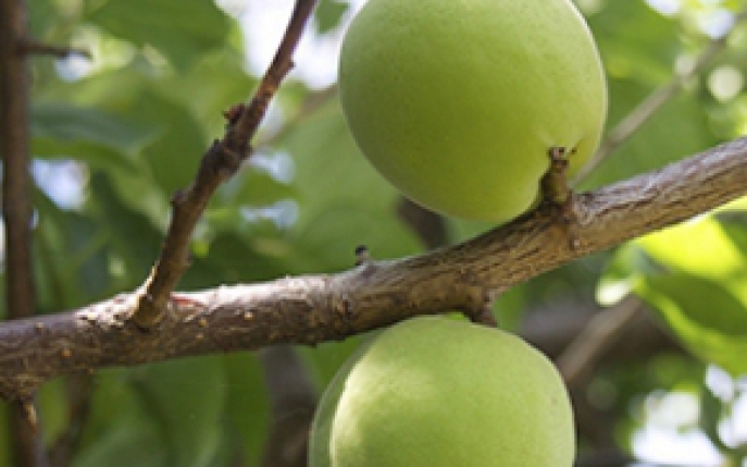 Dulceata de caise verzi, un deliciu cu gust de copilarie! 