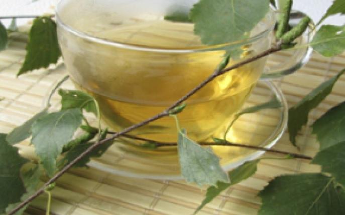 Ceai de mesteacan: bautura care vindeca infectiile urinare si trateaza reumatismul