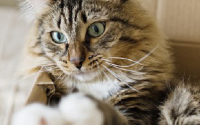 De ce torc pisicile si alte 4 curiozitati despre ele