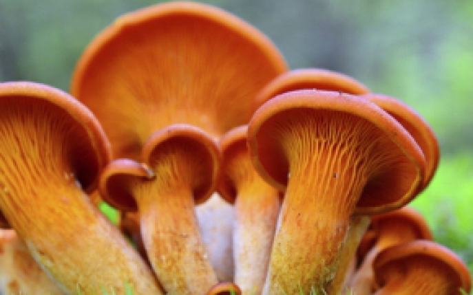 Curiozitati despre ciuperci: aceasta specie iti provoaca instant orgasm