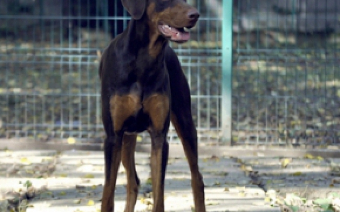 Tot ce trebuie sa stii daca iti doresti un caine doberman