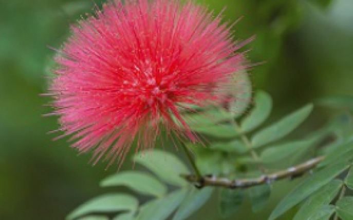 10 curiozitati despre plante care te vor face sa le iubesti mai mult