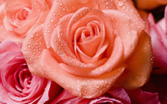 Cele mai frumoase buchete de trandafiri pentru Valentine’s Day