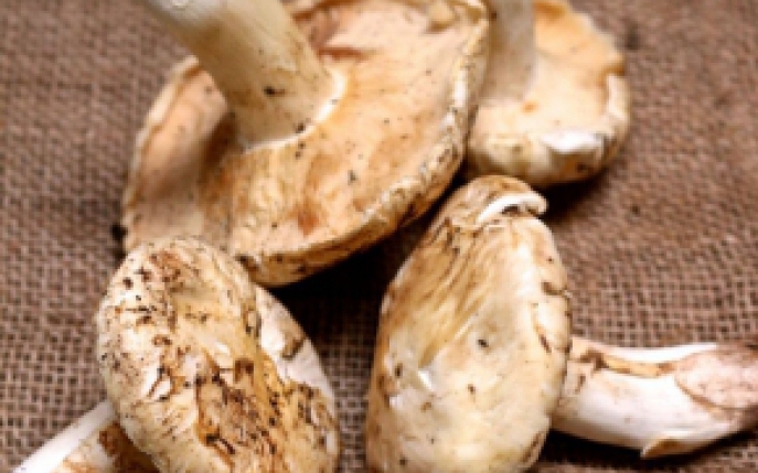 7 superalimente la moda in 2016: consuma-le pentru o viata sanatoasa!