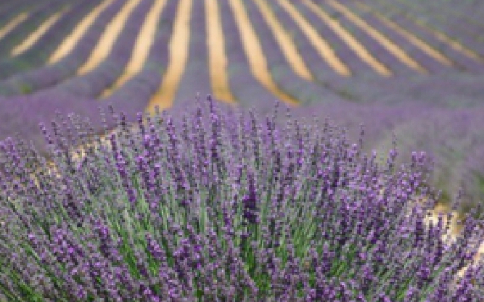 Trebuie sa ai lavanda in gradina sau in casa! Descopera-i extraordinarele beneficii!