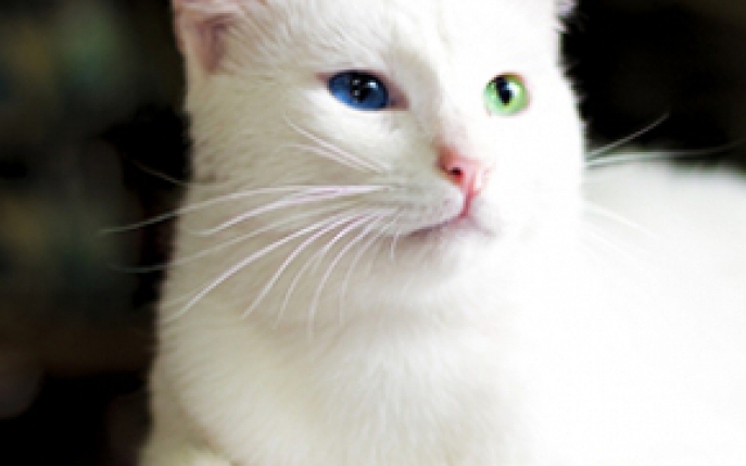 5 rase de pisici albe pe care trebuie sa le cunosti