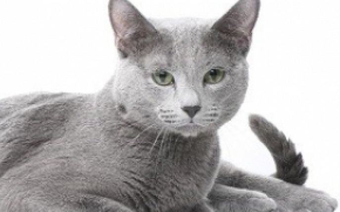 Tot ce trebuie sa stii despre cea mai distinsa felina: pisica albastru de Rusia