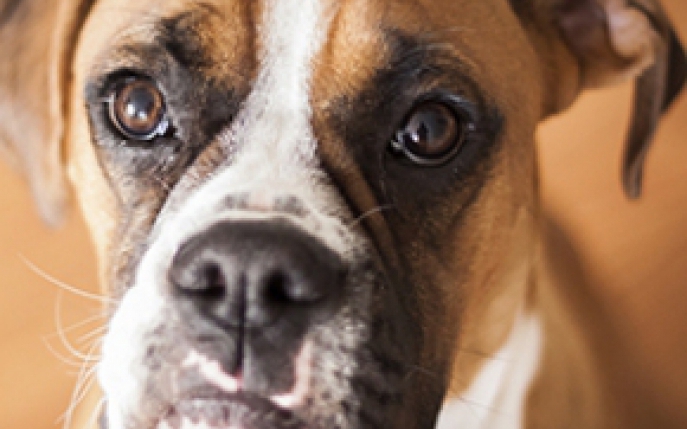 Vrei un caine Boxer? Afla totul despre aceasta rasa!