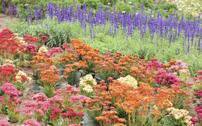 Vrei să ai un covor de flori? Iată topul florilor de grădină perene rezistente