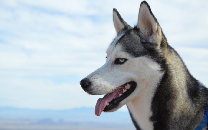 Cauți un câine bun de pază? Află totul despre rasa husky siberian!