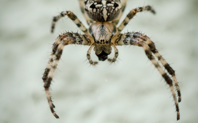 Cât de periculos este păianjenul cu cruce? Trebuie să ştii aceste informaţii!