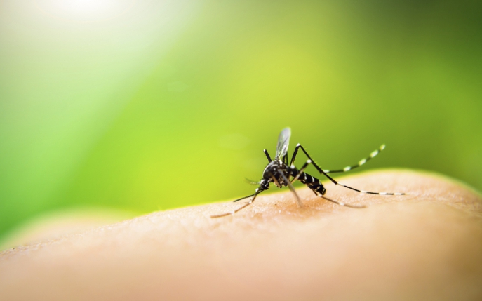 Cinci soluții anti țânțari care chiar funcționează