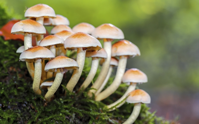 Top șase cele mai otrăvitoare ciuperci din lume