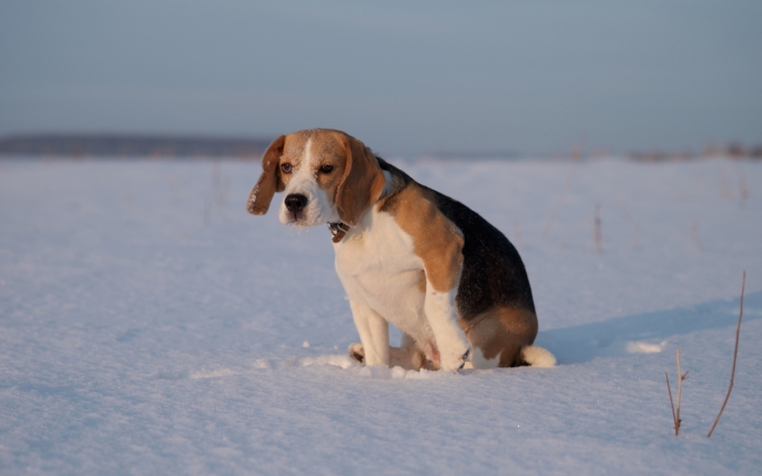 Animale haioase care au rămas pe-afară: uite cele mai amuzante imagini