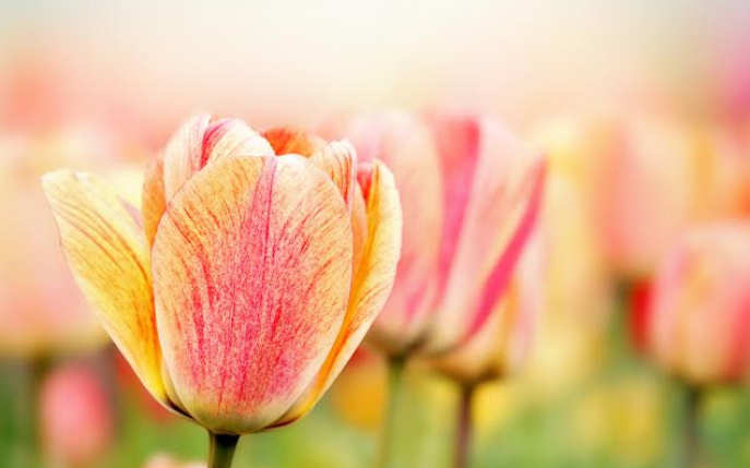 Testul primăverii: alege o floare şi vezi cum va fi primăvara ta
