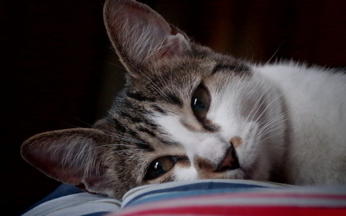 „Pisica lui Dalai Lama”, de David Michie, cartea pe care trebuie să o citească orice iubitoare de pisici