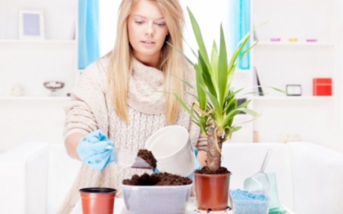 Vampiri energetici. Ce plante iti fac bine si de care trebuie sa te feresti