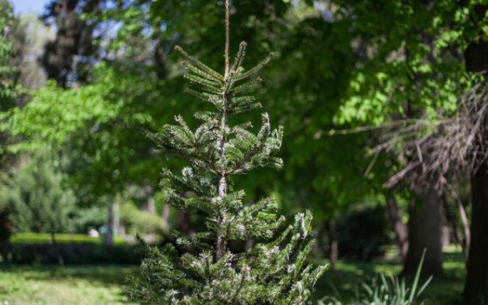 Floria a plantat brazii de Crăciun în Herăstrău