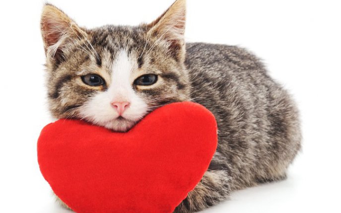 10 lucruri pe care nu le știai despre pisica ta