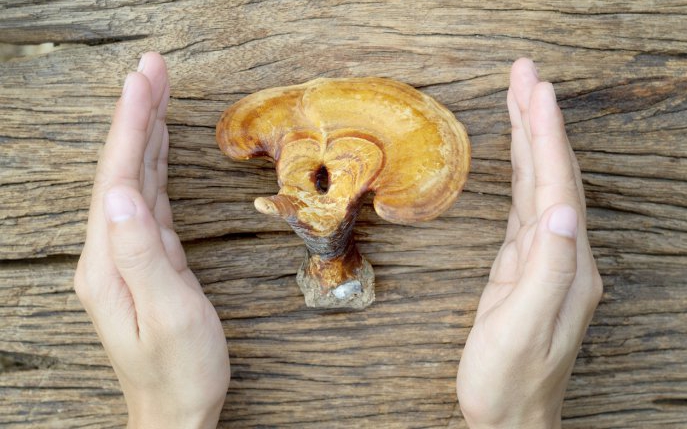 Ganoderma: secretul din natură care te menține frumoasă și sănătoasă