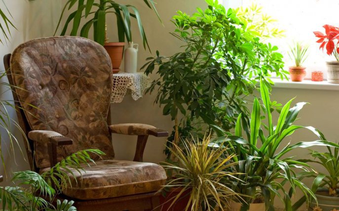 Cele mai bune plante pentru fiecare cameră