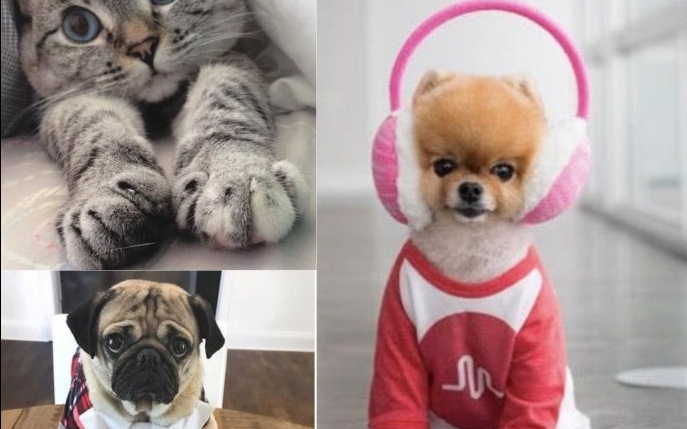 Cele mai urmărite conturi de Instagram ale animalelor de companie